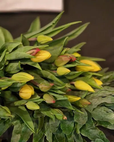 Kwiaciarnia Z Natury